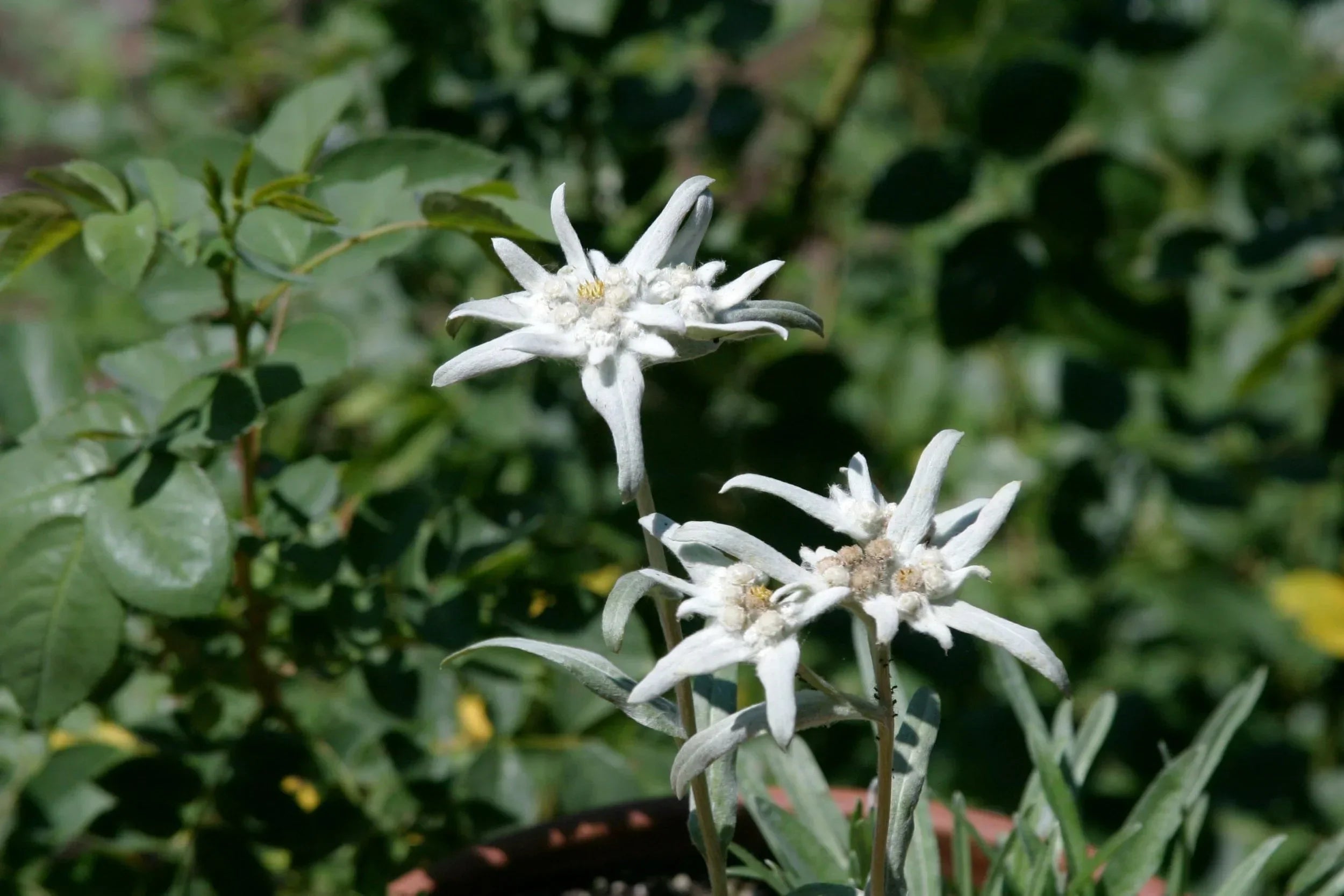L’edelweiss suisse: du mythe alpin à la réalité cosmétique